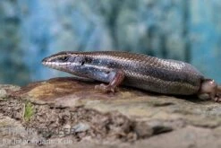 Fünfstreifenskink, Trachylepis Quinquetaeniata -Boutique-Tierhandlung Funfstreifenskink Trachylepis quinquetaeniata 2 2