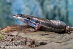 Fünfstreifenskink, Trachylepis Quinquetaeniata -Boutique-Tierhandlung Funfstreifenskink Trachylepis quinquetaeniata 2 3