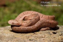 Gansi-Eierschlange, Dasypeltis Gansi -Boutique-Tierhandlung Gansi Eierschlange Dasypeltis gansi neu 3