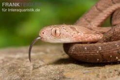Gansi-Eierschlange, Dasypeltis Gansi -Boutique-Tierhandlung Gansi Eierschlange Dasypeltis gansi neu 4