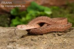 Gansi-Eierschlange, Dasypeltis Gansi -Boutique-Tierhandlung Gansi Eierschlange Dasypeltis gansi neu 5