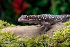 Gebänderter Blattzehengecko, Hemidactylus Fasciatus -Boutique-Tierhandlung Gebaenderter Blattzehengecko Hemidactylus fasciatus 2
