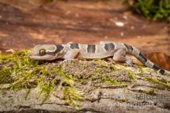 Gebänderter Blattzehengecko, Hemidactylus Fasciatus -Boutique-Tierhandlung Gebaenderter Blattzehengecko Hemidactylus fasciatus 3
