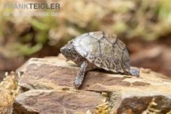 Gekielte Moschusschildkröte, Kinosternon Carinatum -Boutique-Tierhandlung Gekielte Moschusschildkroete Kinosternon spec
