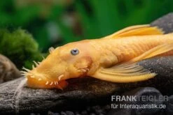 Gelber Antennenwels, Ancistrus Sp. Blue Eye, L144