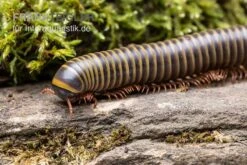 Gelber Borneo-Tausendfüßer, Aulacobolus Sp. „Yellow Borneo“