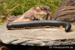 Gelbfüssiger Tausendfüßer, Microtrullius Uncinatus -Boutique-Tierhandlung Gelbfuessiger Tausendfuesser Microtrullius uncinatus 3