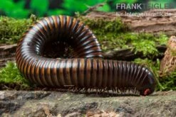 Gelbgebänderter Riesentausendfüßer, Pelmatojulus Ligulatus -Boutique-Tierhandlung Gelbgebaenderter Riesentausendfuesser Pelmatojulus ligulatus 3