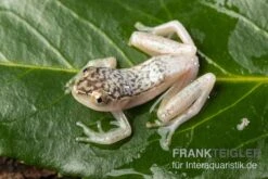 Gelbpunktriedfrosch, Heterixalus Alboguttatus
