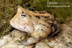 Gemalter Hornfrosch (red), Ceratophrys Cornuta -Boutique-Tierhandlung Gemalter Hornfrosch Ceratophrys cornuta 1