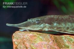 Gemeiner Bartwels, Sturisoma Barbatum 7 Gemeiner Bartwels, Sturisoma Barbatum -Boutique-Tierhandlung Gemeiner Bartwels Sturisoma barbatum 1