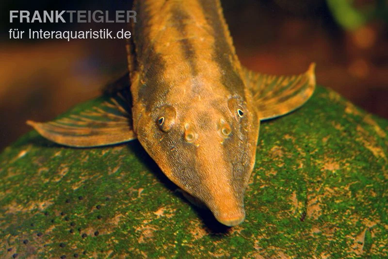 Gemeiner Bartwels, Sturisoma Barbatum 1 Gemeiner Bartwels, Sturisoma Barbatum