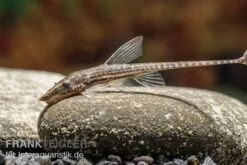 Gemeiner Bartwels, Sturisoma Barbatum 6 Gemeiner Bartwels, Sturisoma Barbatum -Boutique-Tierhandlung Gemeiner Bartwels Sturisoma barbatum neu 2