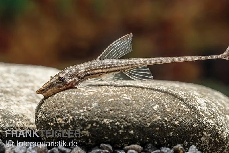 Gemeiner Bartwels, Sturisoma Barbatum 3 Gemeiner Bartwels, Sturisoma Barbatum – Bild 3