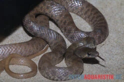 Geoffroy-Renner, Platyceps Florulentus 5 Geoffroy-Renner, Platyceps Florulentus -Boutique-Tierhandlung Geoffroy Renner Platyceps florulentus 3