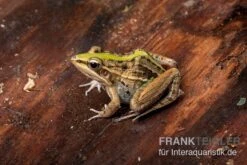 Gestreifter Grasfrosch, Ptychadena Porosissima 9 Gestreifter Grasfrosch, Ptychadena Porosissima -Boutique-Tierhandlung Gestreifter Grasfrosch Ptychadena porosissima 3