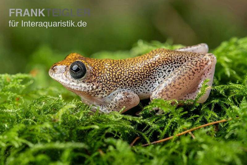 Getupfter Riedfrosch, Hyperolius Guttulatus 1 Getupfter Riedfrosch, Hyperolius Guttulatus