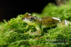 Getupfter Riedfrosch, Hyperolius Guttulatus 6 Getupfter Riedfrosch, Hyperolius Guttulatus -Boutique-Tierhandlung Getupfter Riedfrosch Hyperolius guttulatus 3