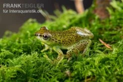 Getupfter Riedfrosch, Hyperolius Guttulatus 7 Getupfter Riedfrosch, Hyperolius Guttulatus -Boutique-Tierhandlung Getupfter Riedfrosch Hyperolius guttulatus 4
