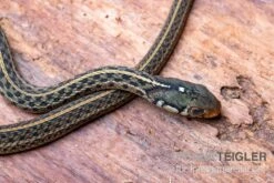 Gewöhnliche Strumpfbandnatter, Thamnophis Sirtalis -Boutique-Tierhandlung Gewoehnliche Strumpfbandnatter Thamnophis sirtalis 3