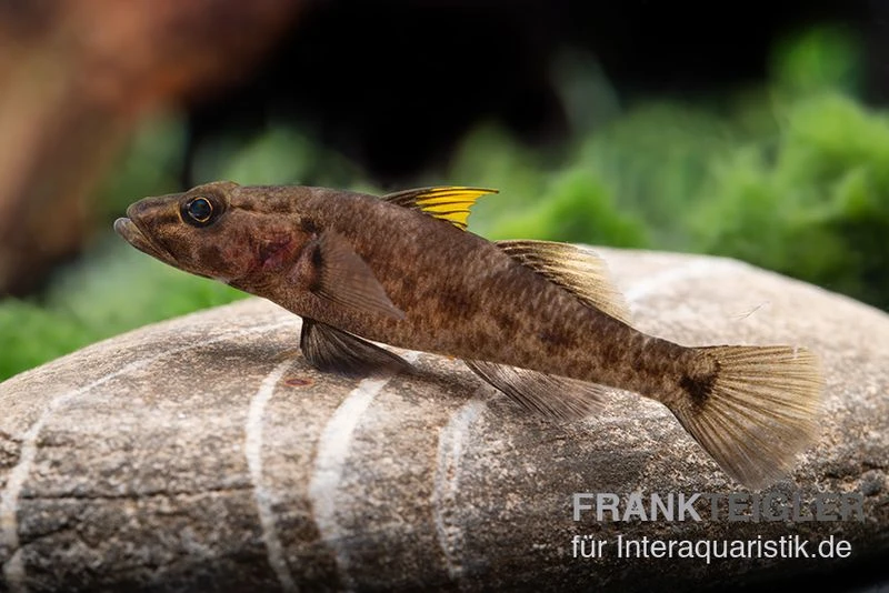 Towuti-Gelbflossengrundel, Glossogobius Flavipinnis 2 Towuti-Gelbflossengrundel, Glossogobius Flavipinnis – Bild 2