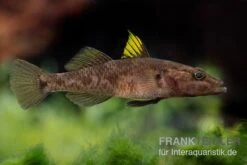 Towuti-Gelbflossengrundel, Glossogobius Flavipinnis 7 Towuti-Gelbflossengrundel, Glossogobius Flavipinnis -Boutique-Tierhandlung Glossogobius flavipinnis 6