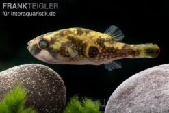 Glühaugen-Kugelfisch, Tetraodon Cutcutia -Boutique-Tierhandlung Gluehaugen Kugelfisch Tetraodon cutcutia 3