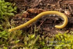 Golden-Cave-Tausendfüßer, Spiroboulus Sp. “Golden Cave” -Boutique-Tierhandlung Golden Cave Tausendfuesser Spirobolus sp Golden Cave 3