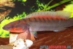 Grauer Kammbuntbarsch, Crenicichla Johanna