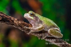 Grauer Laubfrosch, Hyla Versicolor -Boutique-Tierhandlung Grauer Laubfrosch Hyla versicolor 3