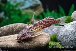 Greshoffs Fiederbartwels, Synodontis Greshoffi -Boutique-Tierhandlung Greshoffs Fiederbartwels Synodontis greshoffi 2