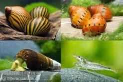 Bundle Große Putz-Truppe: 5 X Rennschnecke + 2 X Tylomelania + 6  X Amanogarnele