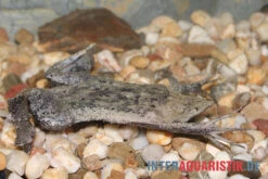 Große Wabenkröte, Pipa Pipa -Boutique-Tierhandlung Grosse Wabenkroete Pipa pipa 3