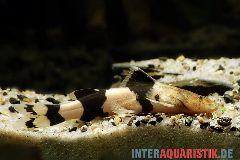 Großer Harlekinwels, Pseudopimelodus Bufonius 2 Großer Harlekinwels, Pseudopimelodus Bufonius – Bild 2
