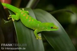 Grosser Madagaskar Taggecko, Phelsuma Mad. Grandis DNZ -Boutique-Tierhandlung Grosser Madagaskar Taggecko Phelsuma madagacariensis grandis 3