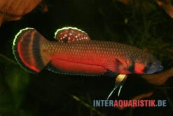 Großmaul-Kampffisch, Betta Macrostoma, Paarweise