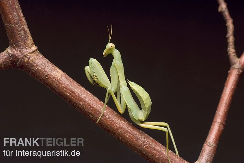 Grüne Fangheuschrecke, Green Mantis, Hierodula Patellifera 2 Grüne Fangheuschrecke, Green Mantis, Hierodula Patellifera – Bild 2