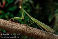 Grüne Fangheuschrecke, Green Mantis, Hierodula Patellifera 9 Grüne Fangheuschrecke, Green Mantis, Hierodula Patellifera -Boutique-Tierhandlung Gruene Fangheuschrecke Green Mantis Hierodula patellifera 4 jpg