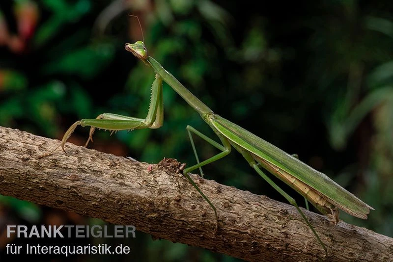 Grüne Fangheuschrecke, Green Mantis, Hierodula Patellifera 4 Grüne Fangheuschrecke, Green Mantis, Hierodula Patellifera – Bild 4