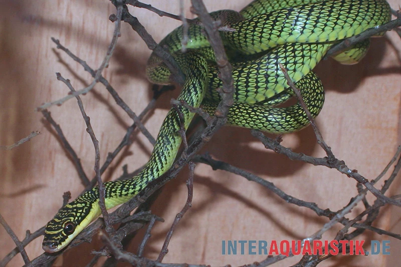 Grüne Schmuckbaumnatter, Chrysopelea Ornata 1 Grüne Schmuckbaumnatter, Chrysopelea Ornata