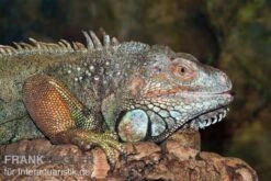 Grüner Leguan, Iguana Iguana -Boutique-Tierhandlung Gruener Leguan Iguana iguana 3