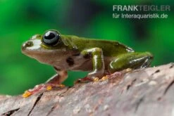 Grüner Riedfrosch, Hyperolius Fusciventris -Boutique-Tierhandlung Gruener Riedfrosch Hyperolius fusciventris 3