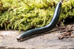 Grüngelber Tausendfüßer, Aulacobolus Sp. „Green-Yellow“ -Boutique-Tierhandlung Gruengelber Tausendfuesser Aulacobolus sp Green Yellow 3