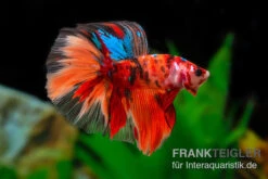Halfmoon Kampffisch Nemo, Männchen, Betta Splendens