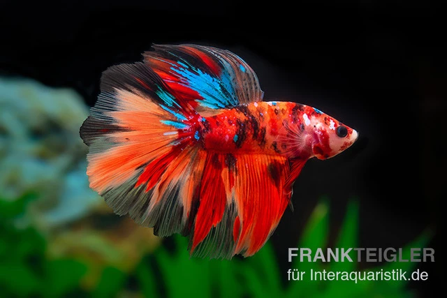 Halfmoon Kampffisch Nemo, Männchen, Betta Splendens 2 Halfmoon Kampffisch Nemo, Männchen, Betta Splendens – Bild 2