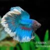 Halfmoon Kampffisch Rose Petal, Männchen, Betta Splendens