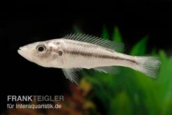 Victoria-Forellencichlide, Haplochromis Thereutheurion, DNZ