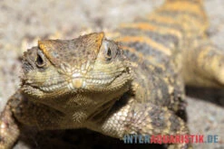 Hardun, Laudakia Stellio Brachydactyla -Boutique-Tierhandlung Hardun Laudakia stellio brachydactyla 3