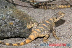 Hardun, Laudakia Stellio Brachydactyla -Boutique-Tierhandlung Hardun Laudakia stellio brachydactyla 4