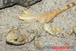 Hardun, Laudakia Stellio Brachydactyla -Boutique-Tierhandlung Hardun Laudakia stellio brachydactyla 5